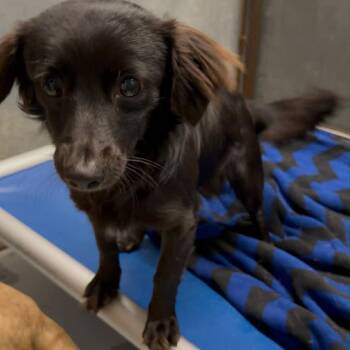 Dachshund and Chihuahua Dogs Available for Adoption in Tomah, Wisconsin - Klein | PetCurious