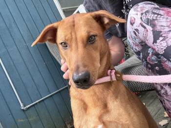 Rescue Mixed Breed Dogs for Adoption in North Reading, Massachusetts - Kara "Peanut" | PetCurious