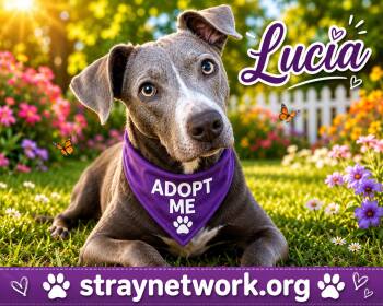 Lucia -  Pit Bull Terrier and Labrador Retriever Dog for Adoption in Hatfield, Pennsylvania - Lucia | PetCurious