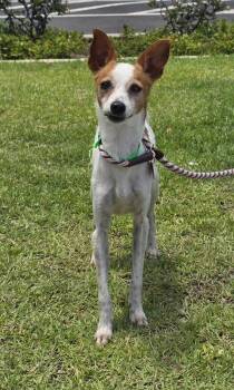 Chihuahua and Mixed Breed Dogs Available for Adoption in Honolulu, Hawaii - Savannah | PetCurious