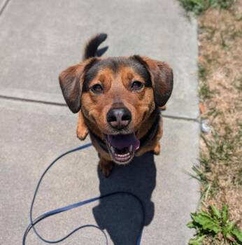Mrs Piggle Wiggle -  Beagle and Shepherd Dog for Adoption in Santa Rosa, California - Mrs Piggle Wiggle | PetCurious
