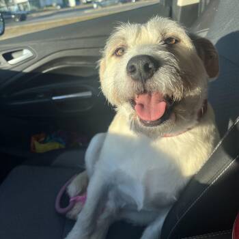Terrier Dogs Available for Adoption in Columbia, South Carolina - Scruffy | PetCurious