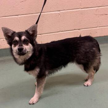 Mixed Breed Dogs Available for Adoption in Memphis, Tennessee - Jessie | PetCurious