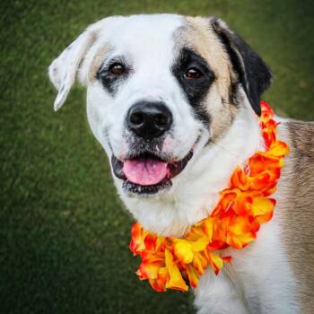 Shelly -  Great Pyrenees and Mixed Breed Dog for Adoption in Lake Jackson, Texas - Shelly | PetCurious