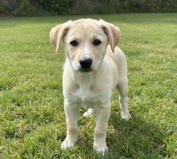 Mixed Breed Dogs Available for Adoption - Hansel | PetCurious