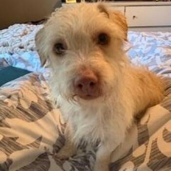 Dachshund and Terrier Dogs Available for Adoption - Cornelius | PetCurious