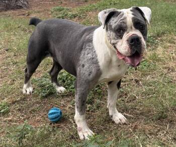 Rescue American Bulldog Dogs for Adoption in Spring, Texas - Bella | PetCurious