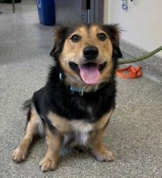 Cookies -  Spaniel and Mixed Breed Dog Available for Adoption in Kansas City, Missouri - Cookies | PetCurious