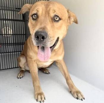 A658231 -  Pit Bull Terrier and Mixed Breed Dog for Adoption in Houston, Texas - A658231 | PetCurious
