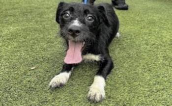A657191 -  Dachshund and Mixed Breed Dog Available for Adoption in Houston, Texas - A657191 | PetCurious