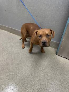 JACE -  Pit Bull Terrier Dog for Adoption in Las Vegas, Nevada - JACE | PetCurious