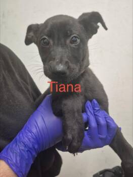 Tina -  Shepherd Dog for Adoption in Tallahassee, Florida - Tina | PetCurious