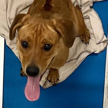 Rhodesian Ridgeback and Mixed Breed Dogs Available for Adoption in St. Louis, Missouri - BENNY | PetCurious