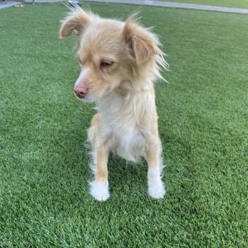 Nova -  Spaniel Dog for Adoption in Cashmere, Washington - Nova | PetCurious