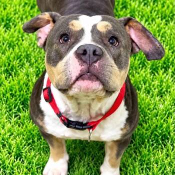 Harper -  American Bully Dog for Adoption in Battle Creek, Michigan - Harper | PetCurious