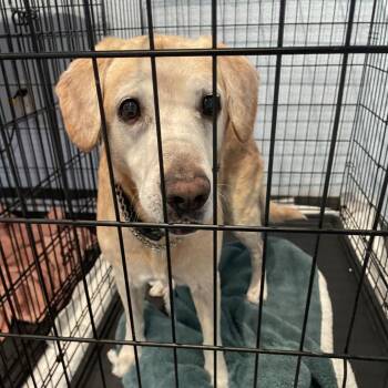 Chase -  Labrador Retriever and Mixed Breed Dog for Adoption in Port Charlotte, Florida - Chase | PetCurious