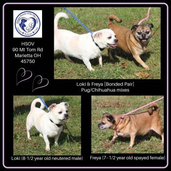 Loki & Freya (Neutered/Spayed) (Photos October 4th 2026) -  Chihuahua and Pug Dog for Adoption in Marietta, Ohio - Loki & Freya (Neutered/Spayed) (Photos October 4th 2026) | PetCurious