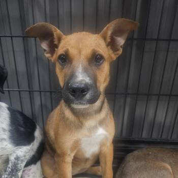 Dusty -  Australian Cattle Dog Blue Heeler and Catahoula Leopard Dog Dog for Adoption in Midland, Texas - Dusty | PetCurious
