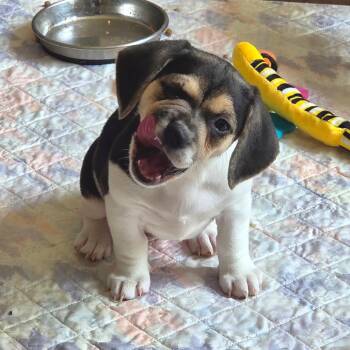 Melody Mae -  Beagle and Mixed Breed Dog for Adoption in Fredericksburg, Virginia - Melody Mae | PetCurious