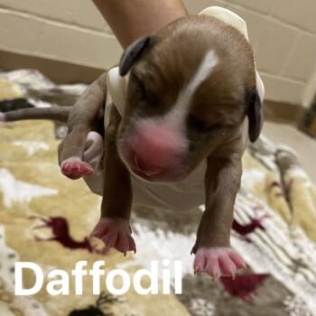 Rescue Beagle and Terrier Dogs for Adoption in Jacksboro, Tennessee - Daffodil | PetCurious