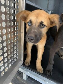 German Shepherd Dog and Labrador Retriever Dogs Available for Adoption - WAFFLES | PetCurious