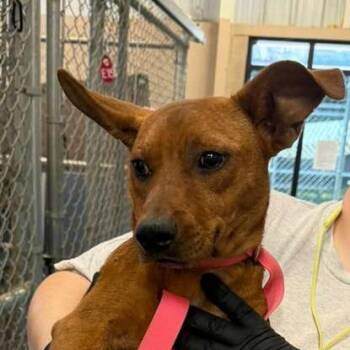 Lankie -  Mixed Breed Dog for Adoption in Gadsden, Alabama - Lankie | PetCurious