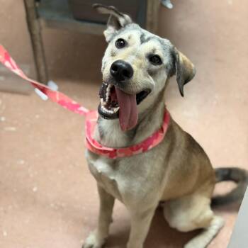 Carlisle -  Shepherd Dog for Adoption in Fort Smith, Arkansas - Carlisle | PetCurious