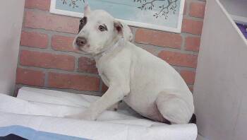SPROUT -  Staffordshire Bull Terrier and Mixed Breed Dog for Adoption in Houston, Texas - SPROUT | PetCurious