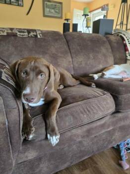 Root Beer (26-099 D) -  Labrador Retriever Dog for Adoption in Lansing, Michigan - Root Beer (26-099 D) | PetCurious