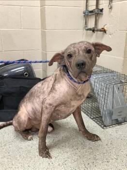 BUZZ -  Pit Bull Terrier and Mixed Breed Dog for Adoption in Conroe, Texas - BUZZ | PetCurious