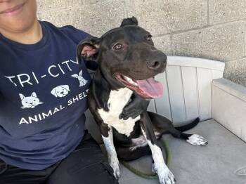 Rescue Pit Bull Terrier Dogs for Adoption in Fremont, California - JUBILEE | PetCurious