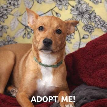 Mixed Breed Dogs Available for Adoption in Houston, Texas - Roxanne  | PetCurious