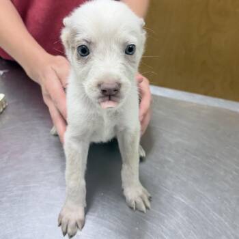 Casey-3624 -  Cattle Dog and Mixed Breed Dog for Adoption in Tyler, Texas - Casey-3624 | PetCurious