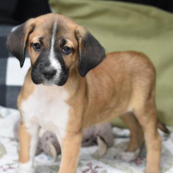 Boxer Dogs Available for Adoption in Cleveland, Texas - Lucy | PetCurious