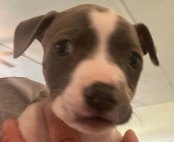 Phoebe fka Pippy -  Mixed Breed Dog for Adoption in St. Augustine, Florida - Phoebe Fka Pippy | PetCurious