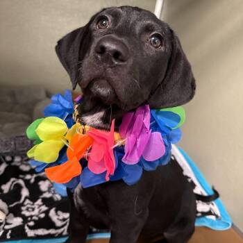 Labrador Retriever and Mixed Breed Dogs Available for Adoption in Wilmington, Delaware - Earl | PetCurious