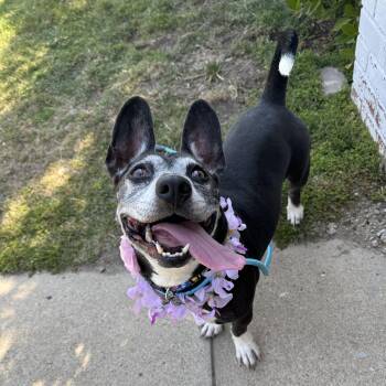 Corgi and Pit Bull Terrier Dogs Available for Adoption in Los Angeles, California - Darla | PetCurious