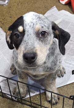 Polly -  Bluetick Coonhound and Hound Dog for Adoption in Hillsdale, New York - Polly | PetCurious