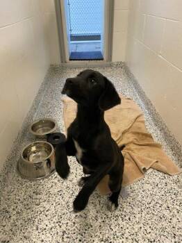 Birdie -  Labrador Retriever and Mixed Breed Dog for Adoption in Fergus Falls, Minnesota - Birdie | PetCurious