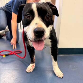 Maxine -  Pit Bull Terrier Dog for Adoption in Los Angeles, California - Maxine | PetCurious