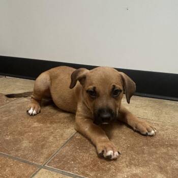 FWT Carlsbad -  Labrador Retriever and Shepherd Dog for Adoption in Midland, Texas - FWT Carlsbad | PetCurious