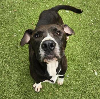 Chicken Noodle -  Mixed Breed and American Staffordshire Terrier Dog for Adoption in Austin, Texas - Chicken Noodle | PetCurious