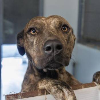 Itsy -  Mixed Breed Dog for Adoption in Largo, Florida - Itsy | PetCurious