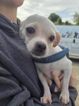 ALIEN -  Chihuahua and Dachshund Dog for Adoption in Fernandina Beach, Florida - ALIEN | PetCurious
