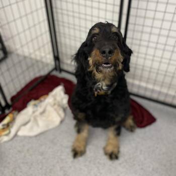 Bernese Mountain Dog and Poodle Dogs Available for Adoption - Rahya | PetCurious