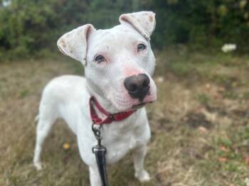 Rescue Pit Bull Terrier and Mixed Breed Dogs for Adoption in Mckinleyville, California - PHOEBE | PetCurious