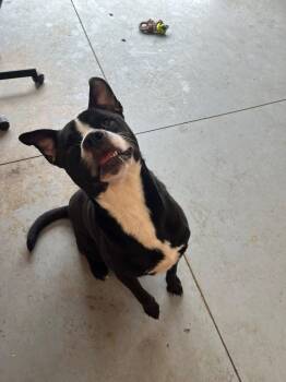 Clover -  Pit Bull Terrier Dog for Adoption in Lincoln Park, Michigan - Clover | PetCurious