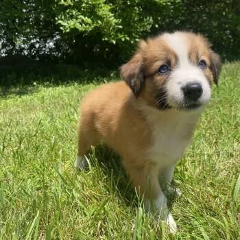 Daisy -  Australian Shepherd and Border Collie Dog for Adoption in Armada, Michigan - Daisy | PetCurious
