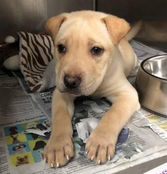 Totty -  Shar Pei Dog for Adoption in Parma, Ohio - Totty | PetCurious