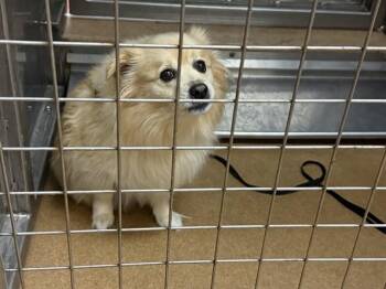 LUCKY -  Pomeranian and Mixed Breed Dog for Adoption in Martinez, California - LUCKY | PetCurious